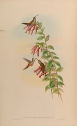 Phaethornis striigularis